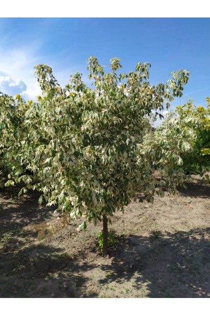 Клен ясенолистий Фламінго - вис.2,0-2,2м/вис.штамба1,0-1,2м/обхват12-18см/Ø120-150см